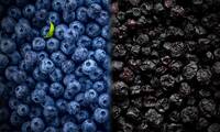 Myrtilles (vidéo) Sauvage ou de culture, à chacune ses avantages