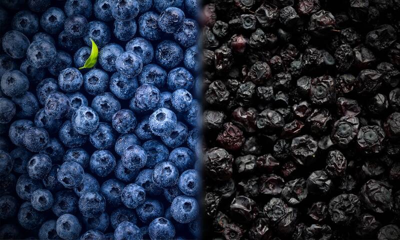 Myrtilles (vidéo) Sauvage ou de culture, à chacune ses avantages Myrtilles (vidéo) Sauvage ou de culture, à chacune ses avantages