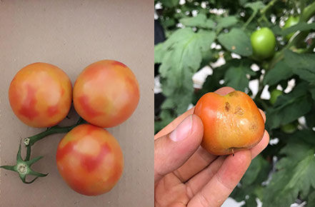 visuel tomates atteintes virus ToBRFV