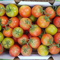 Nouveau virus de la tomate •
Comment identifier les plantes touchées