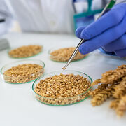 Nouveaux OGM Certains seront exemptés d’étiquetage