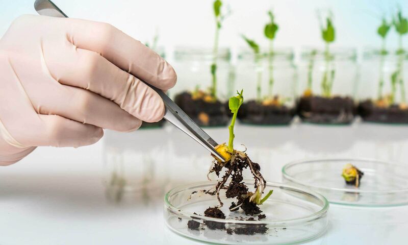 Nouveaux OGM  Le marché européen s’ouvre en grand 