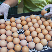 Œufs contaminés au fipronil Des lots livrés en France
