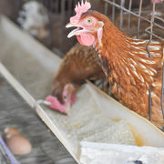 Œufs de poules en cage Des distributeurs disent stop