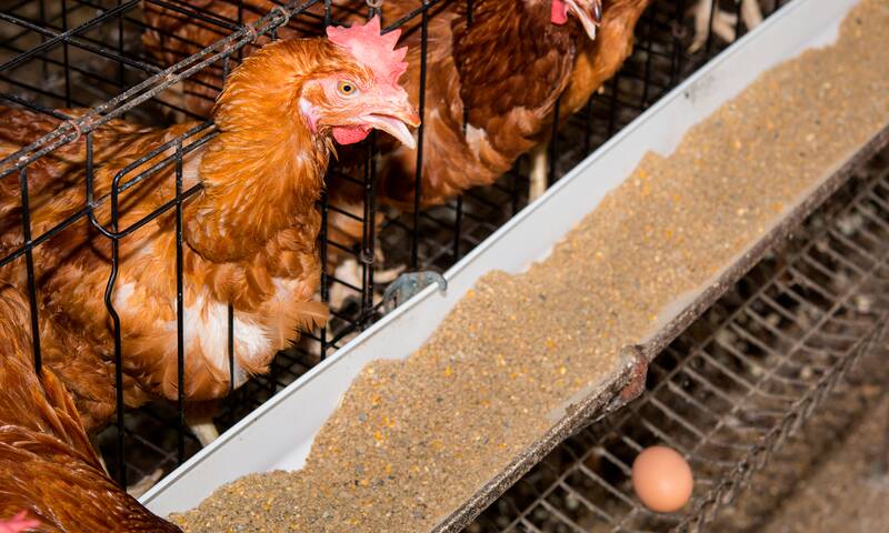 Œufs de poules en cage Des distributeurs disent stop