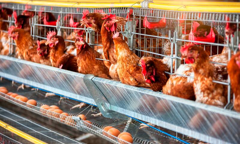 Œufs de poules en cage Toujours en rayon, malgré les promesses