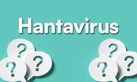 Origines, contamination, maladies, mortalité Que sait-on des hantavirus, ces virus transmis par les rongeurs ?