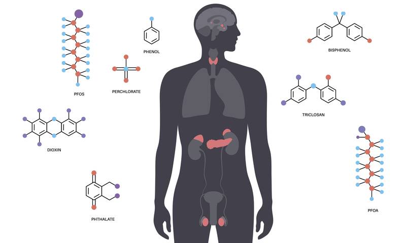 Perturbateurs endocriniens Le mystère des effets cocktails enfin dévoilé
