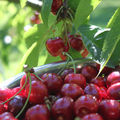 Clap de fin pour le diméthoate sur les cerises