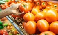 Pesticides De nombreux résidus dans les tomates espagnoles et marocaines