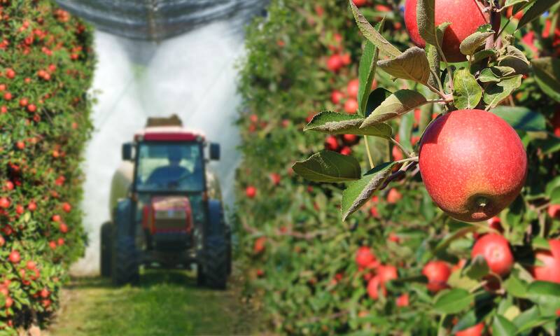 Pesticides Des contaminations multiples sur les pommes
