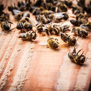 Pesticides et abeilles Vers la fin de l’opacité des procédures d’évaluation