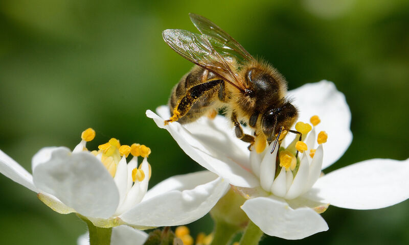 Pesticides tueurs d’abeilles Enfin interdits !