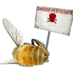 Pesticides tueurs d’abeilles L’interdiction s’impose