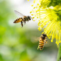 Pesticides tueurs d’abeilles •
Le droit européen interdit les dérogations