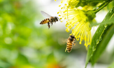 Pesticides tueurs d’abeilles Le droit européen interdit les dérogations