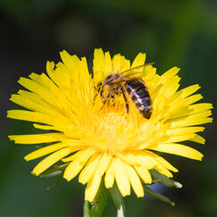 Pesticides tueurs d’abeilles Une interdiction enfin définitive !