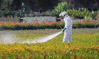 Pesticides (vidéo) Des fleurs massivement contaminées