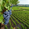 Plantations de vignes •
Les vignerons contre la libéralisation