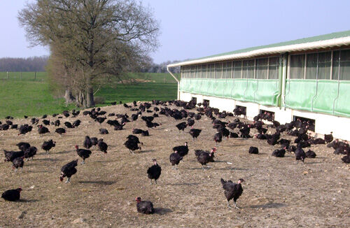 Le site des bio en Bourgogne : Le poulet bio chez BIOBOURGOGNE