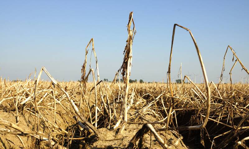 Quel impact de la canicule sur notre approvisionnement alimentaire ?