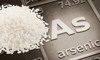 Riz Une contamination à l’arsenic à prendre en compte