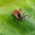 Dans le jardin aussi !