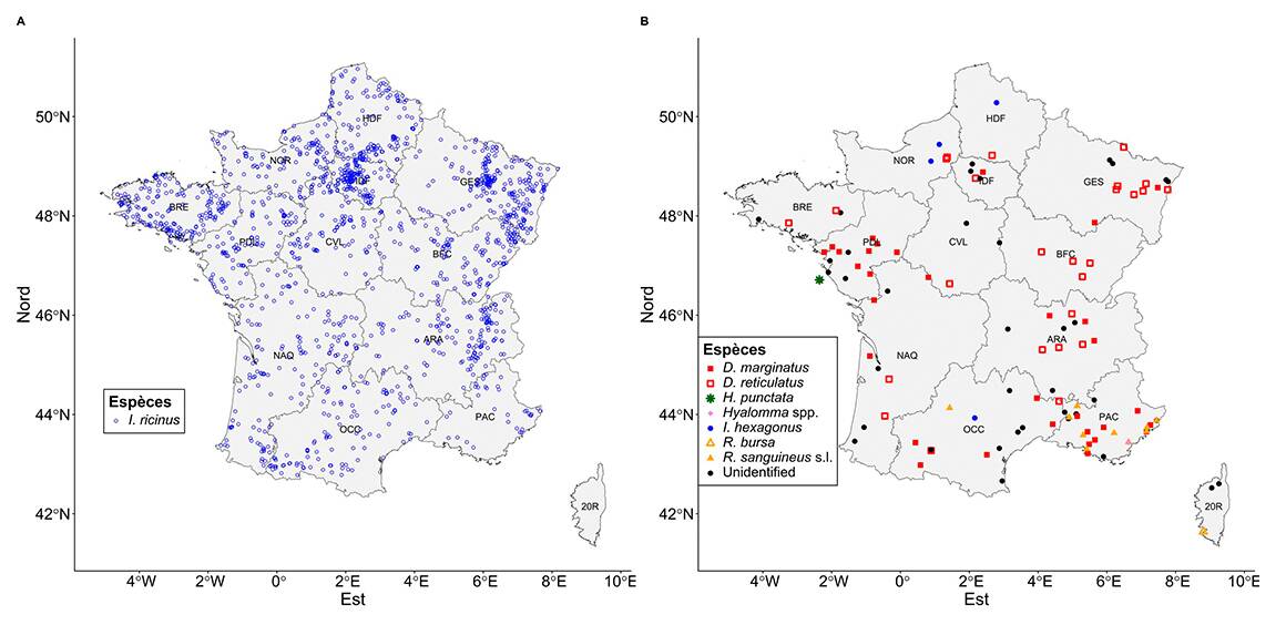 Tiques : Neuf espèces piqueuses identifiées en métropole