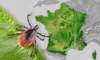 Tiques Neuf espèces piqueuses identifiées en métropole