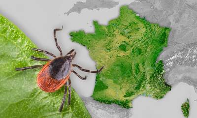 Tiques Neuf espèces piqueuses identifiées en métropole