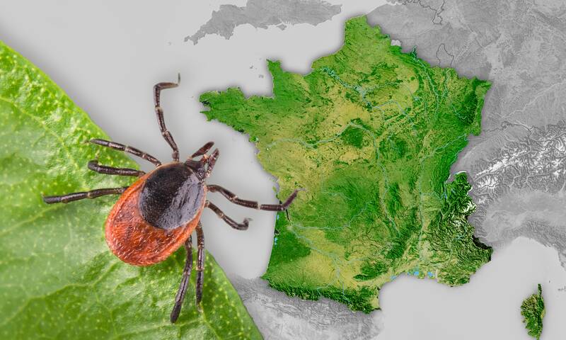 Tiques Neuf espèces piqueuses identifiées en métropole