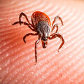Un virus peut en cacher un autre