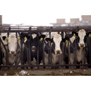 Vache folle Scandale sanitaire sans coupable ?