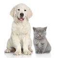 Vente d’animaux en ligne •
Un commerce mieux encadré mais toujours des pratiques illégales