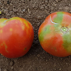 Virus Alerte rouge sur la tomate