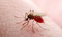 Virus du Nil occidental : pourquoi les cas augmentent en France