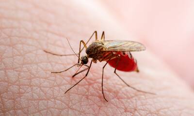 Virus du Nil occidental : pourquoi les cas augmentent en France