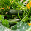 Virus •
La courgette sur la sellette