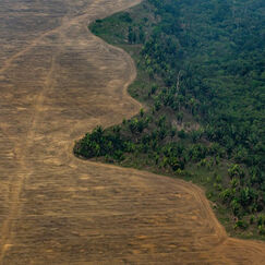 Zéro déforestation Encore du chemin à parcourir
