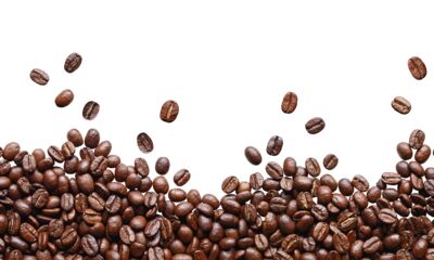 Cafés en grains Le protocole
