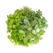 Herbes aromatiques