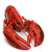 Homards cuits et surgelés