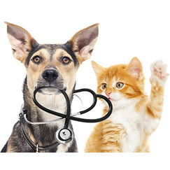 Satisfaction des assurances pour chiens et chats