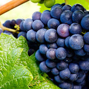 Vins rouges de Loire