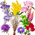 À chaque saison, ses fleurs