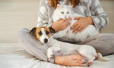 Animaux domestiques Les maladies qu'ils peuvent nous transmettre
