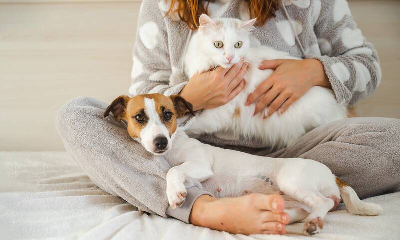 Animaux domestiques Les maladies qu'ils peuvent nous transmettre