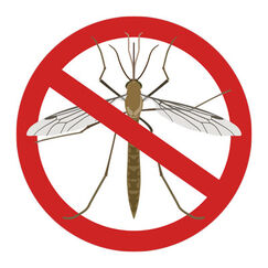 Antimoustiques Nos conseils pour vous défendre contre les moustiques