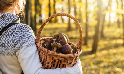 Champignons Les règles de la cueillette