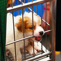 Chiens, chats •
Bien acheter ou adopter